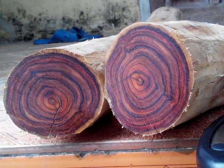 Chất liệu gỗ sưa đỏ Quảng Bình tự nhiên